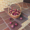 Ступень - флорентинер Stroeher Keraplatte Terra 316 patrizierrot ofenbunt, 345x240x12