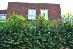 Кирпич ручной формовки Klinkers Steenfabriek, 016